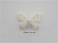 藏品(尺蛾325)的圖片